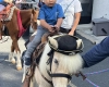 Pony Rides