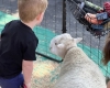 Petting Zoo