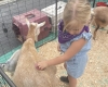 Petting Zoo