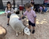 Petting Zoo