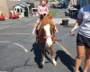 Pony Rides