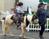 Pony Rides