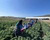 Field Trip to Tanaka Farm