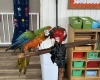 Parrot Show